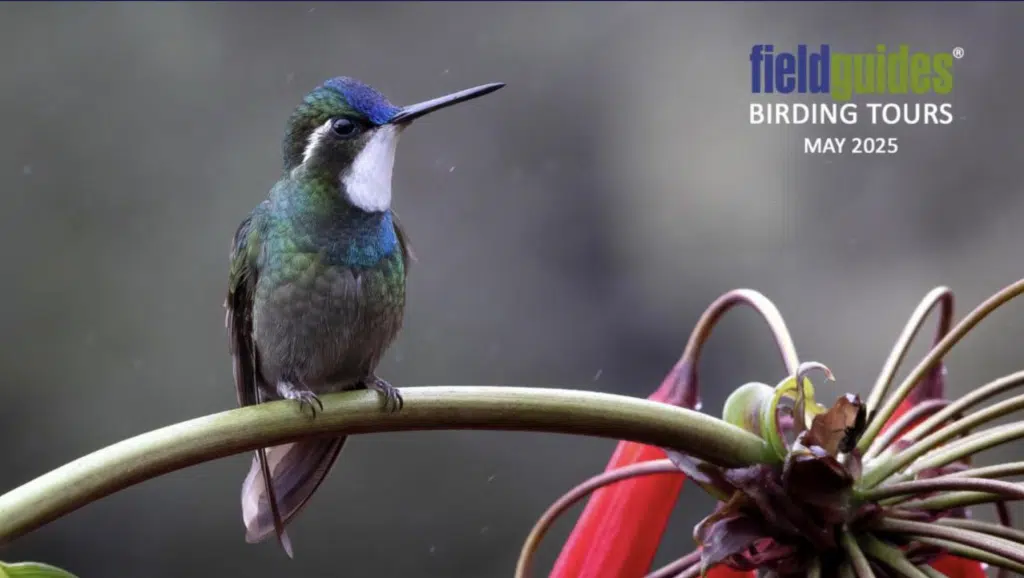 White-throated Mountain-gem | May 2025 News | Field Guides Birding Tours